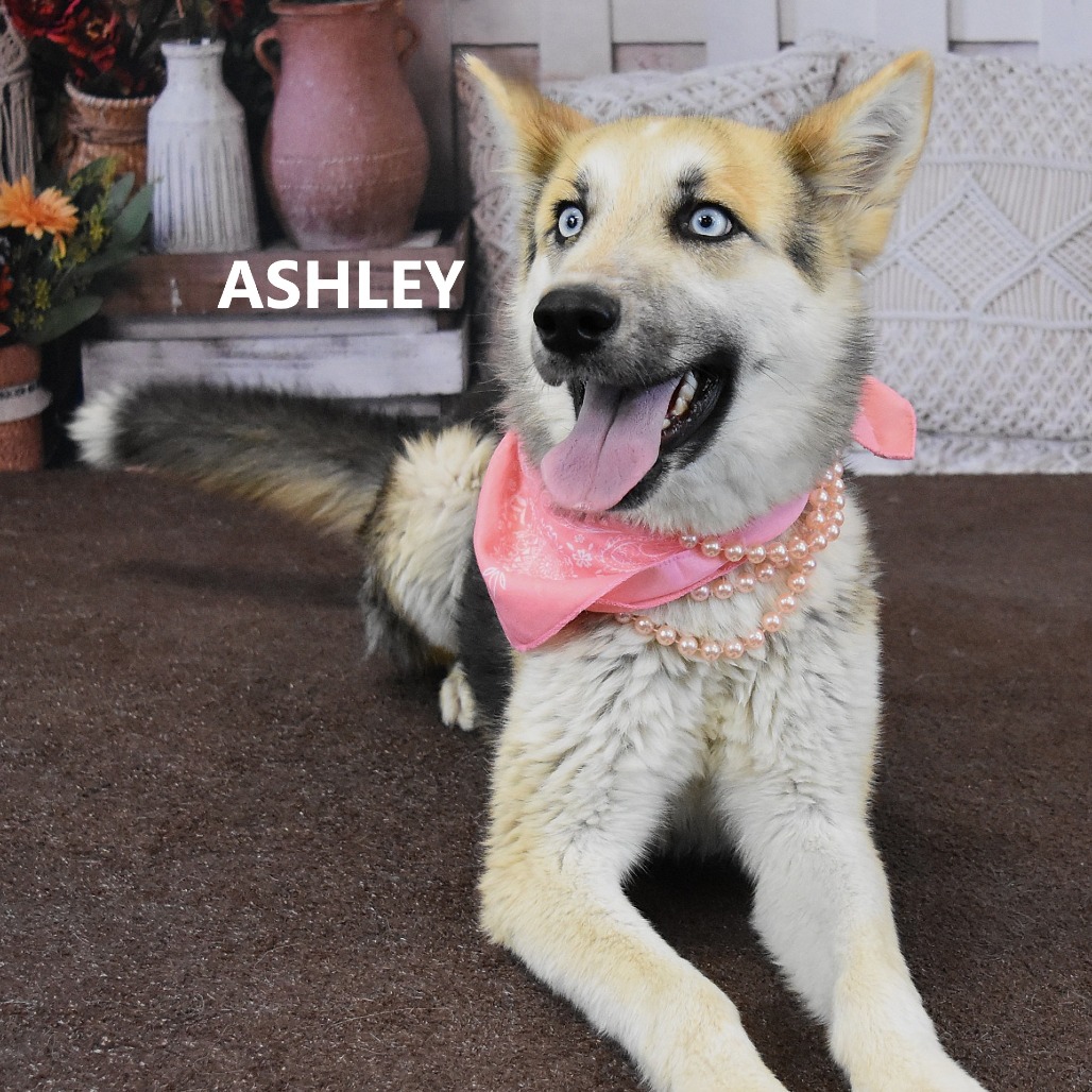 Ashley 