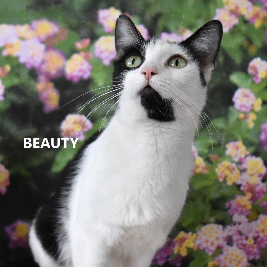 Beauty