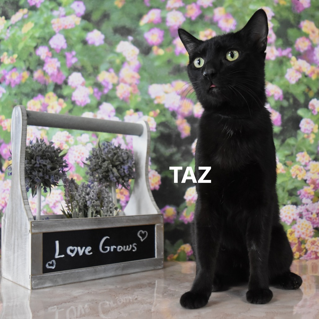 Taz