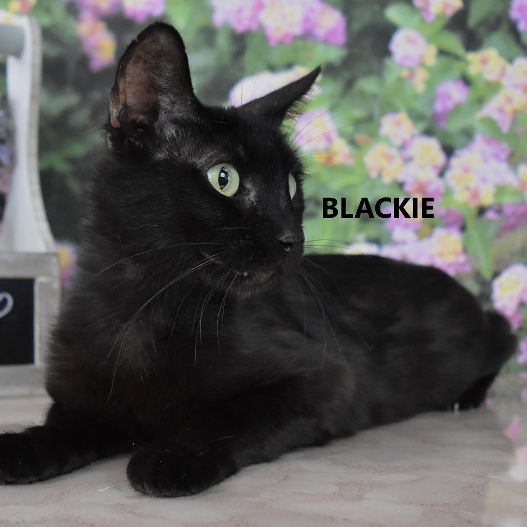 Blackie