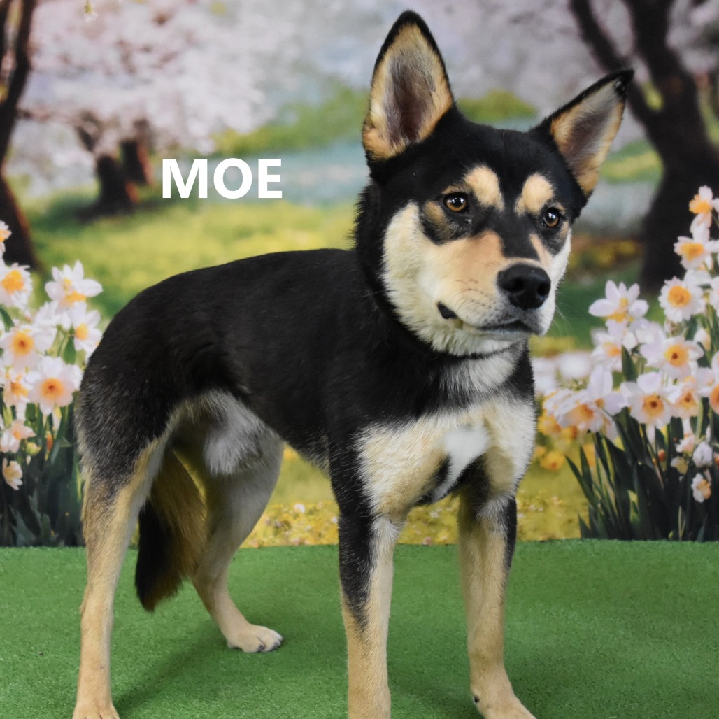 Moe