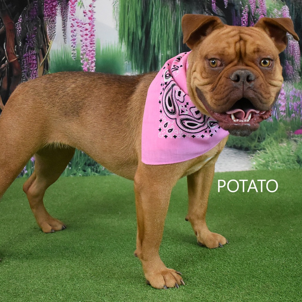 Potato