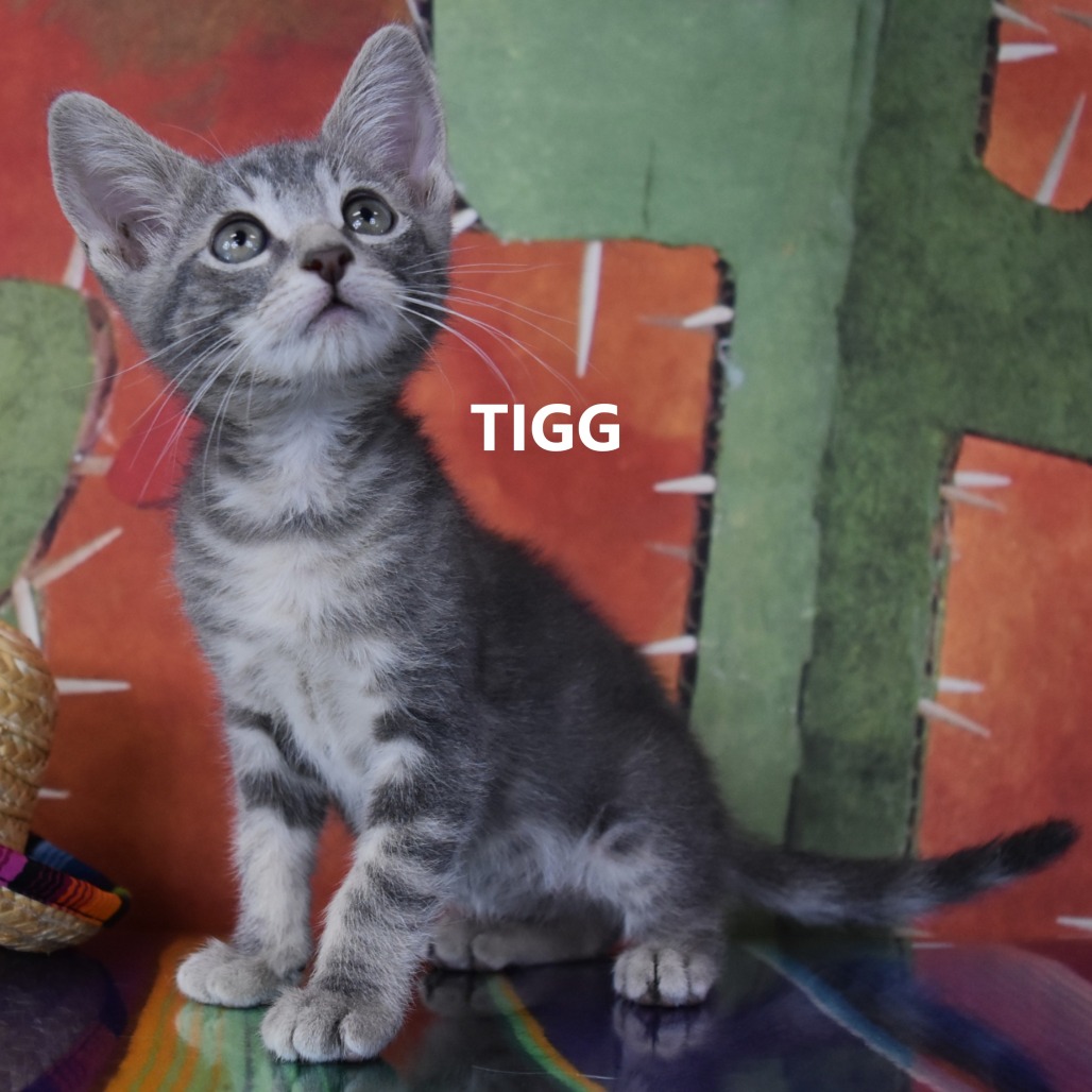 Tigg