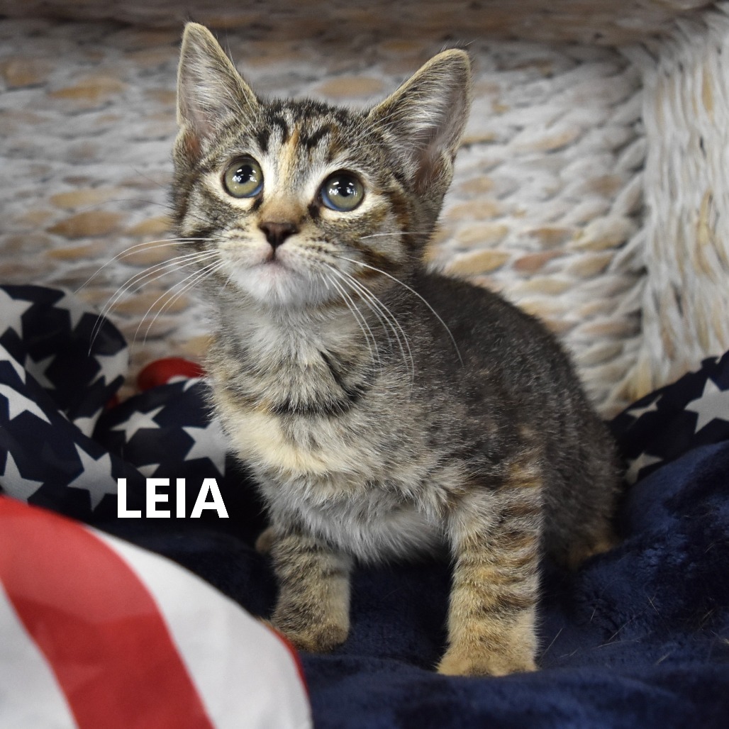Leia