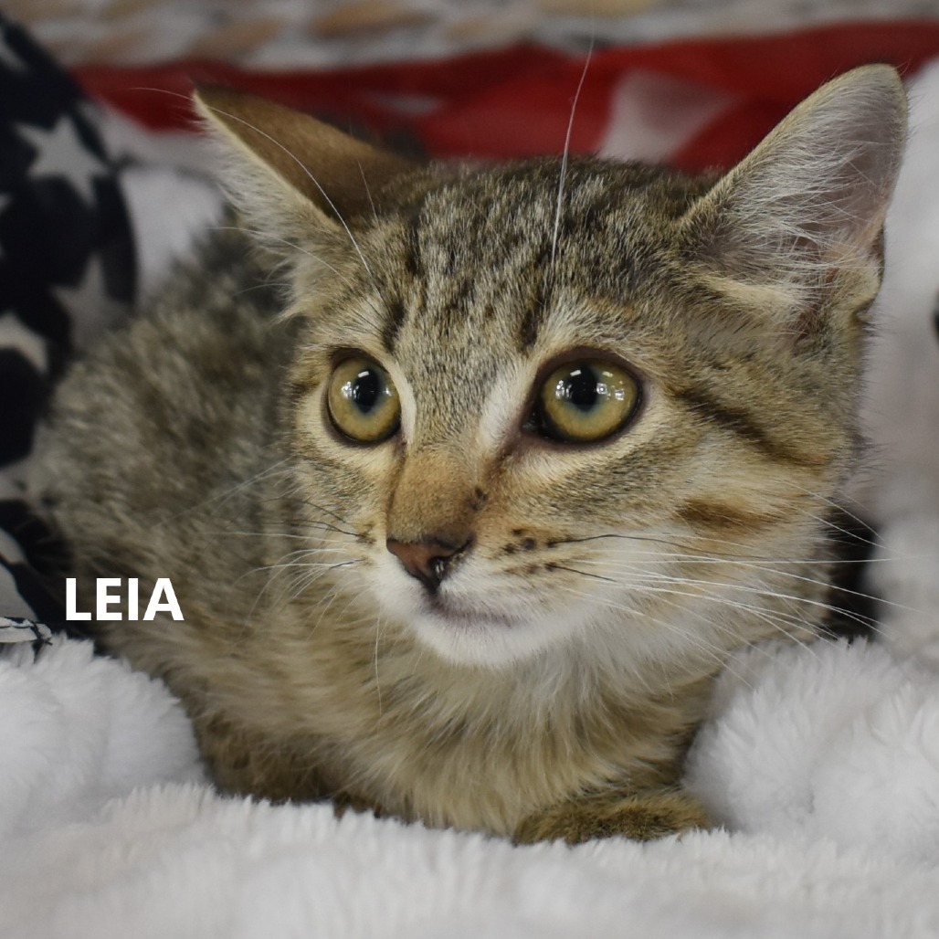 Leia