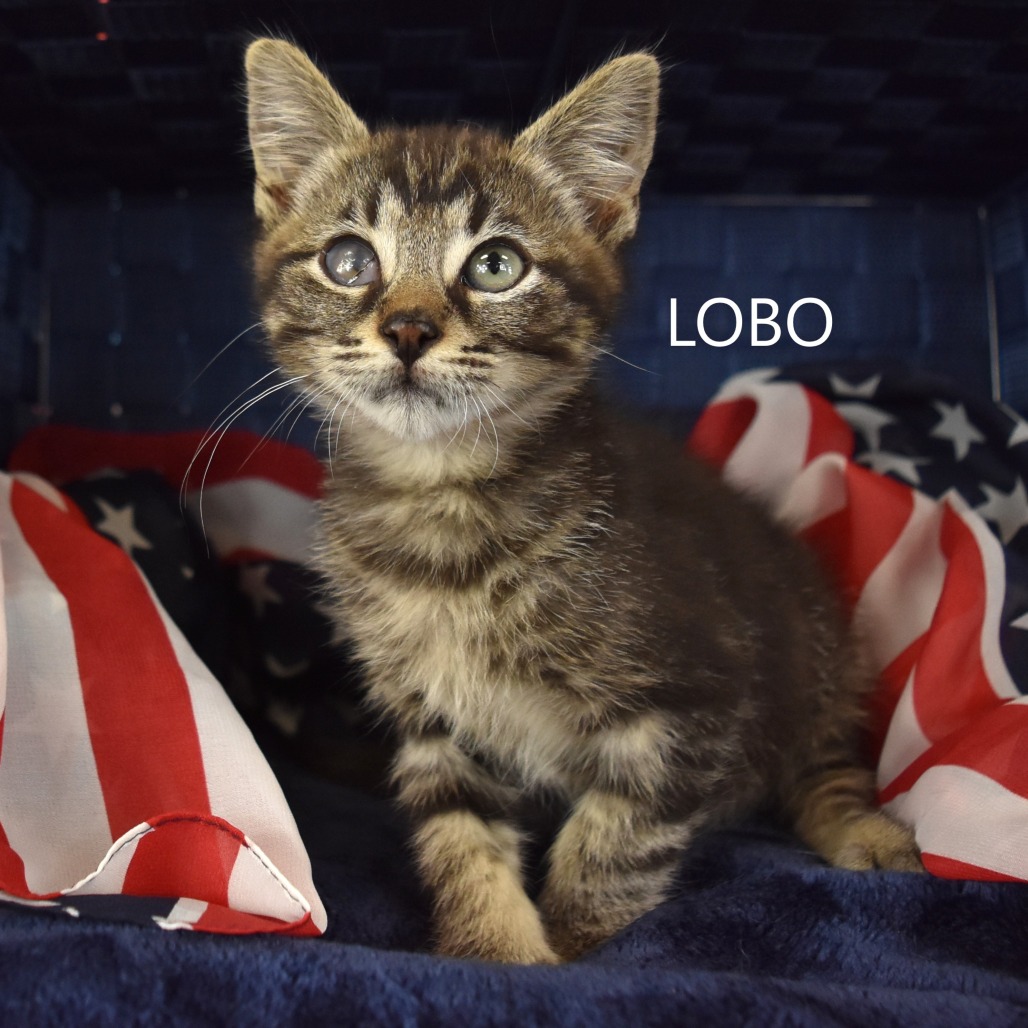 Lobo