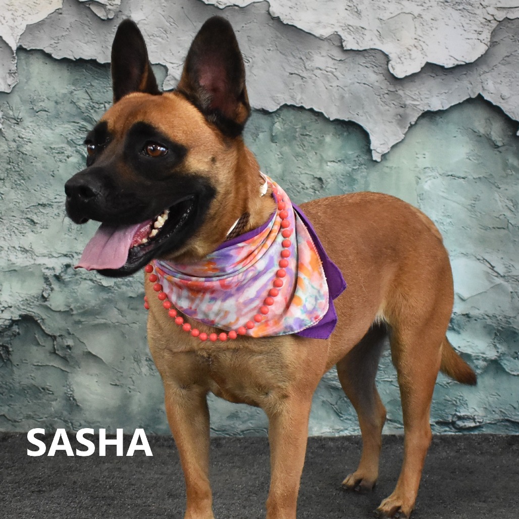 Sasha