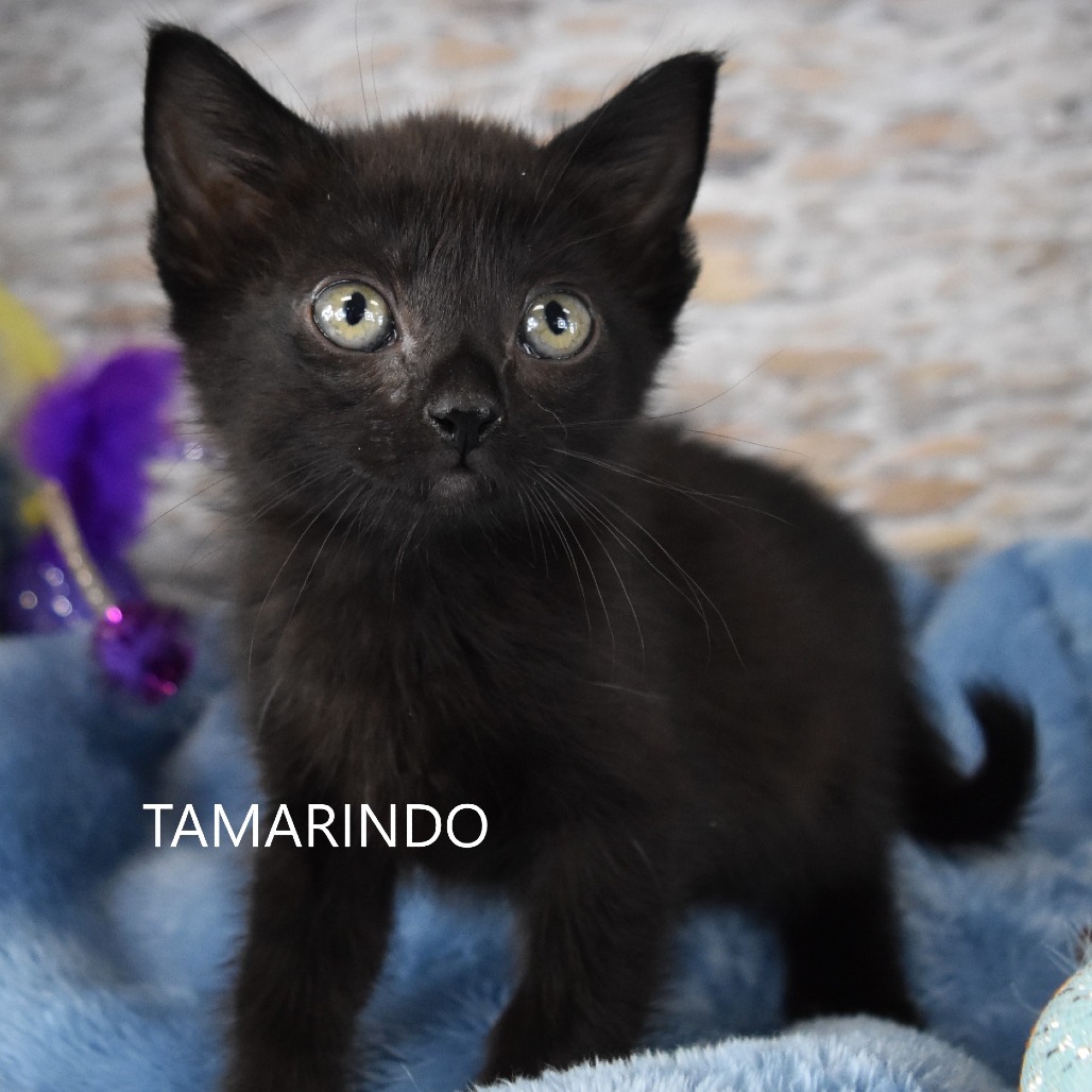 Tamarindo