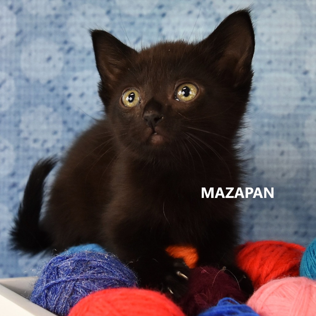 Mazapan