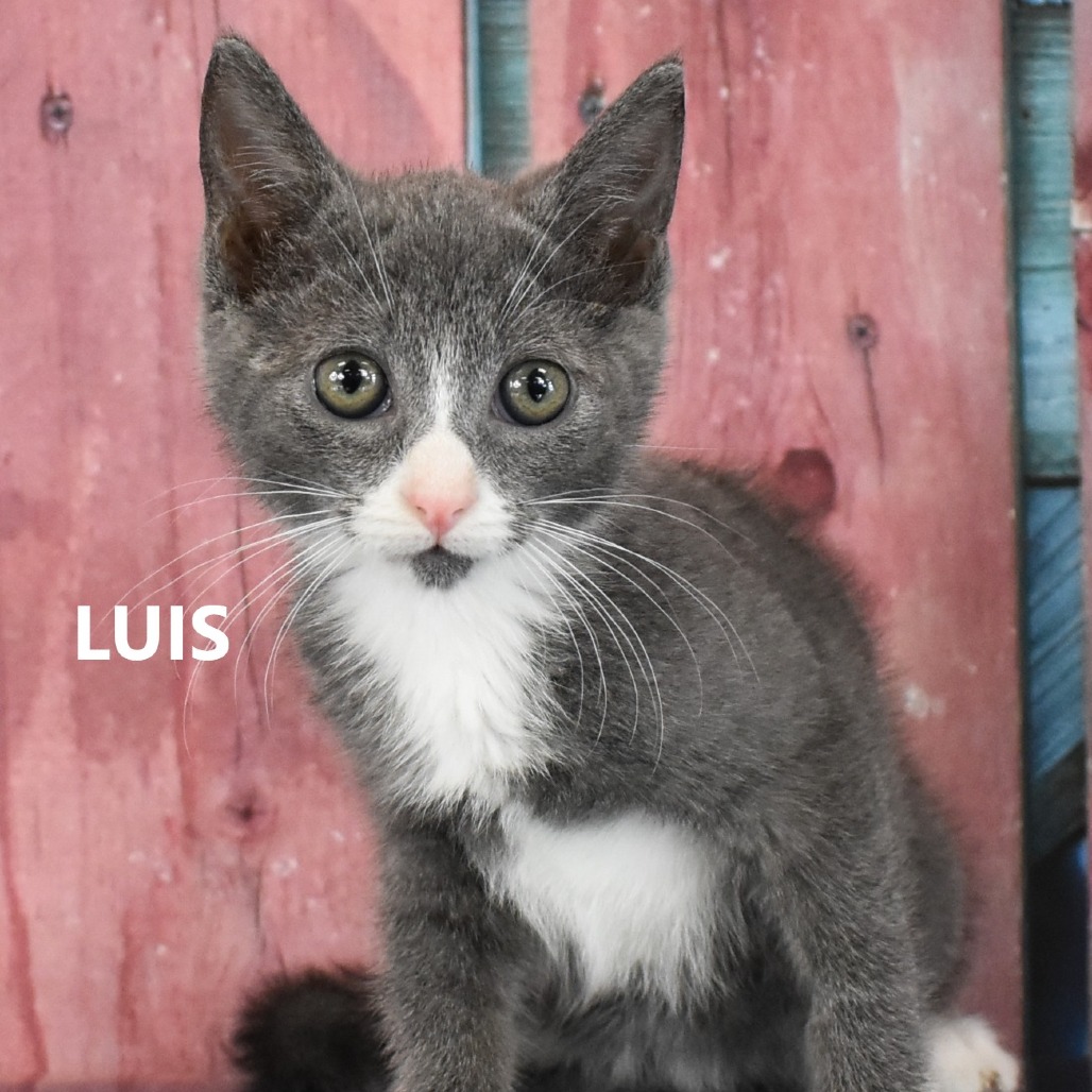 Luis