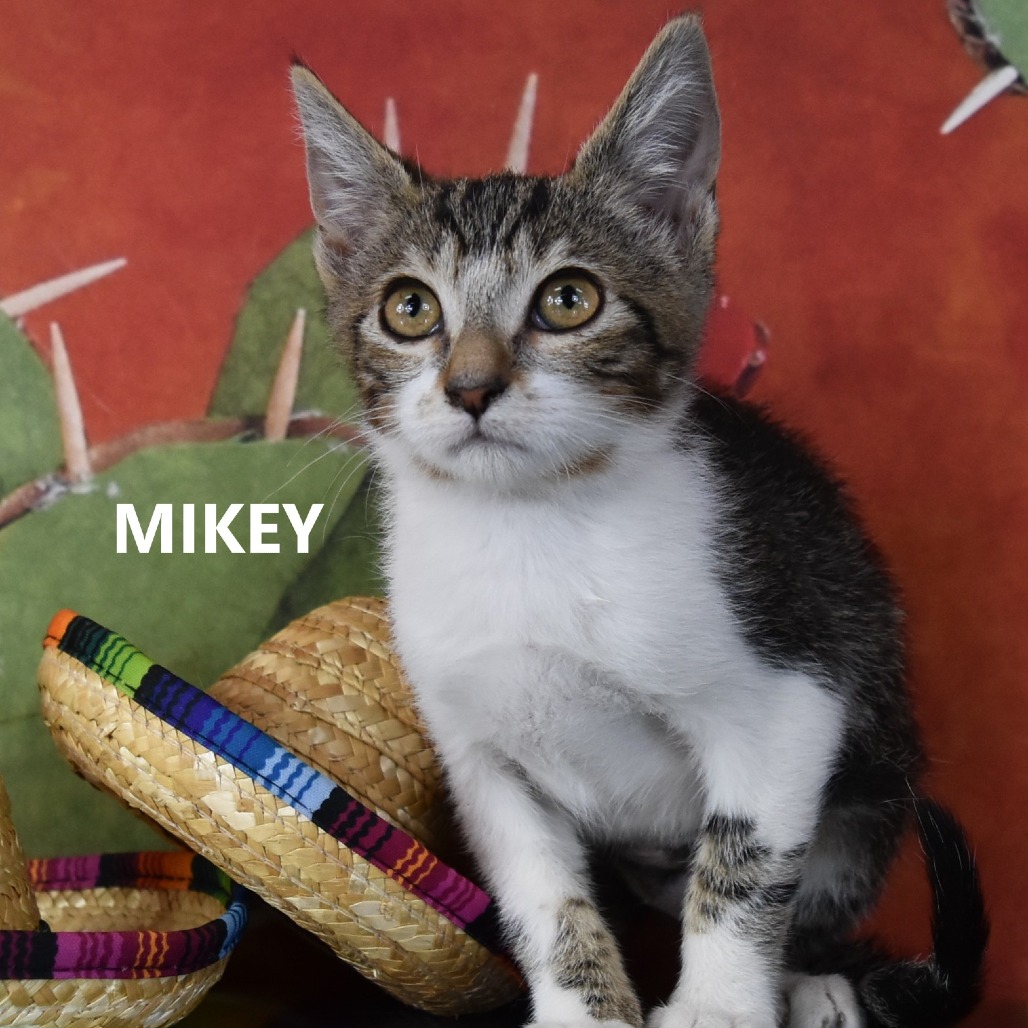 Mikey