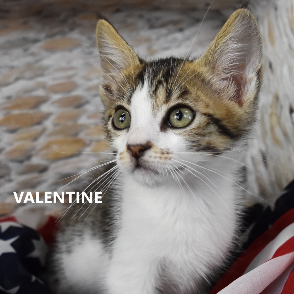 Valentine