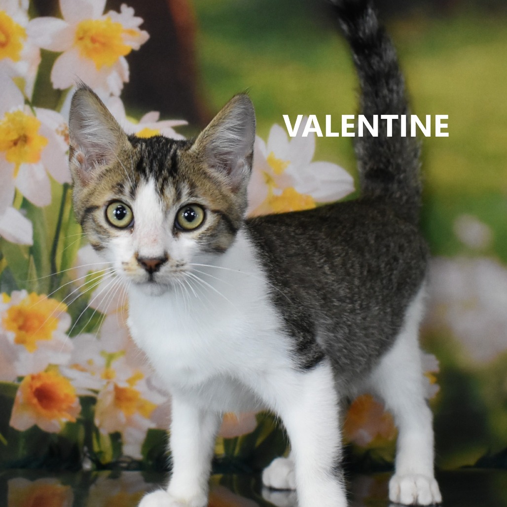 Valentine