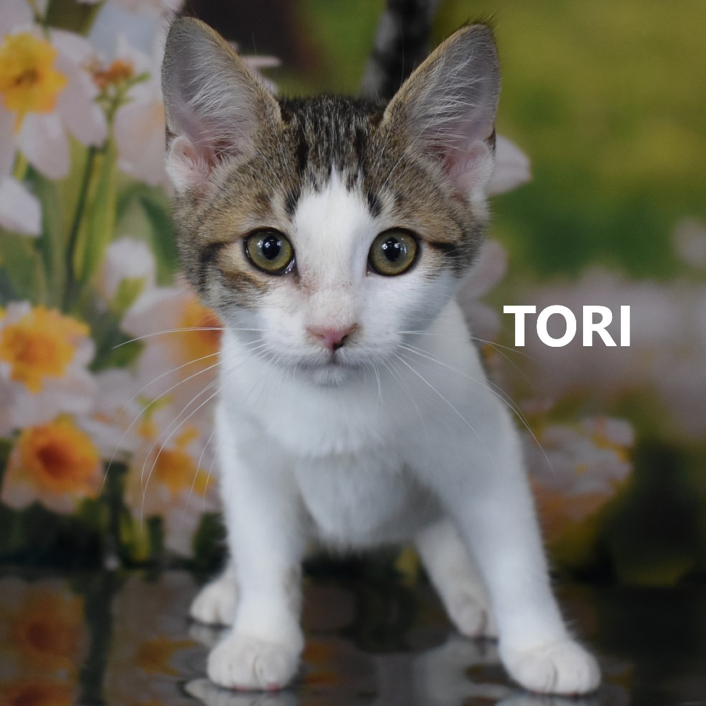 Tori