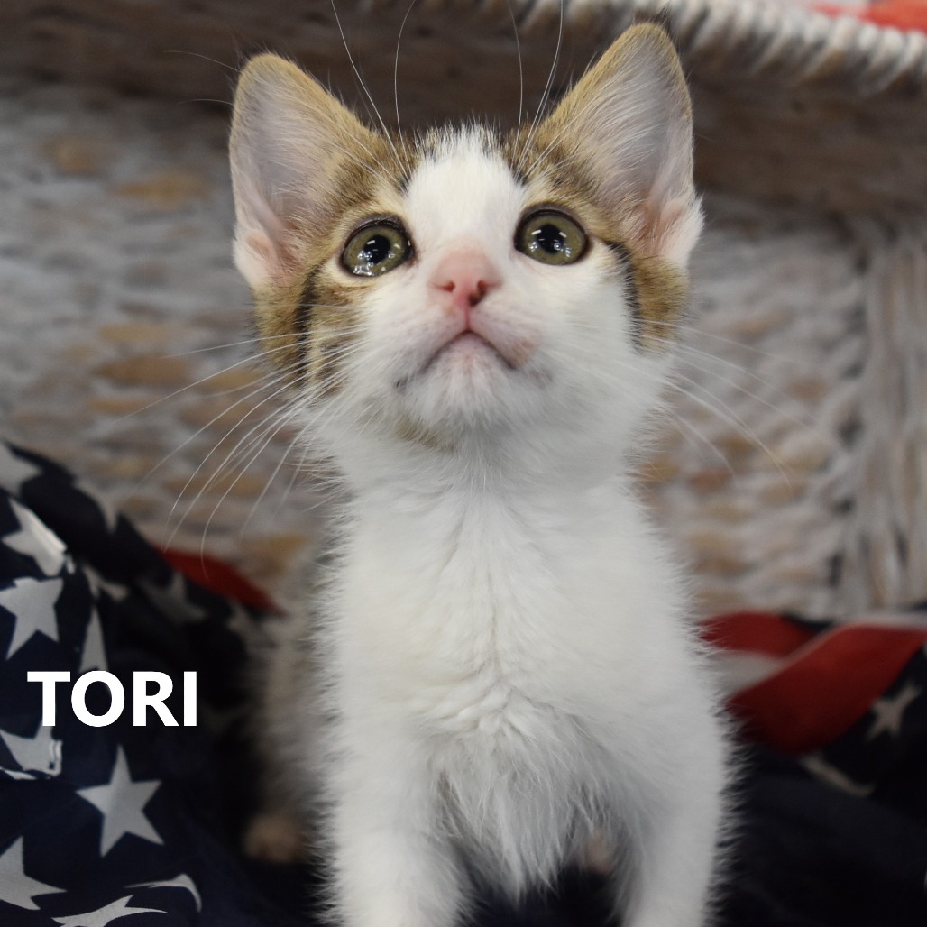 Tori