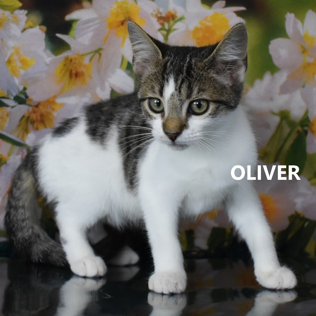 Oliver