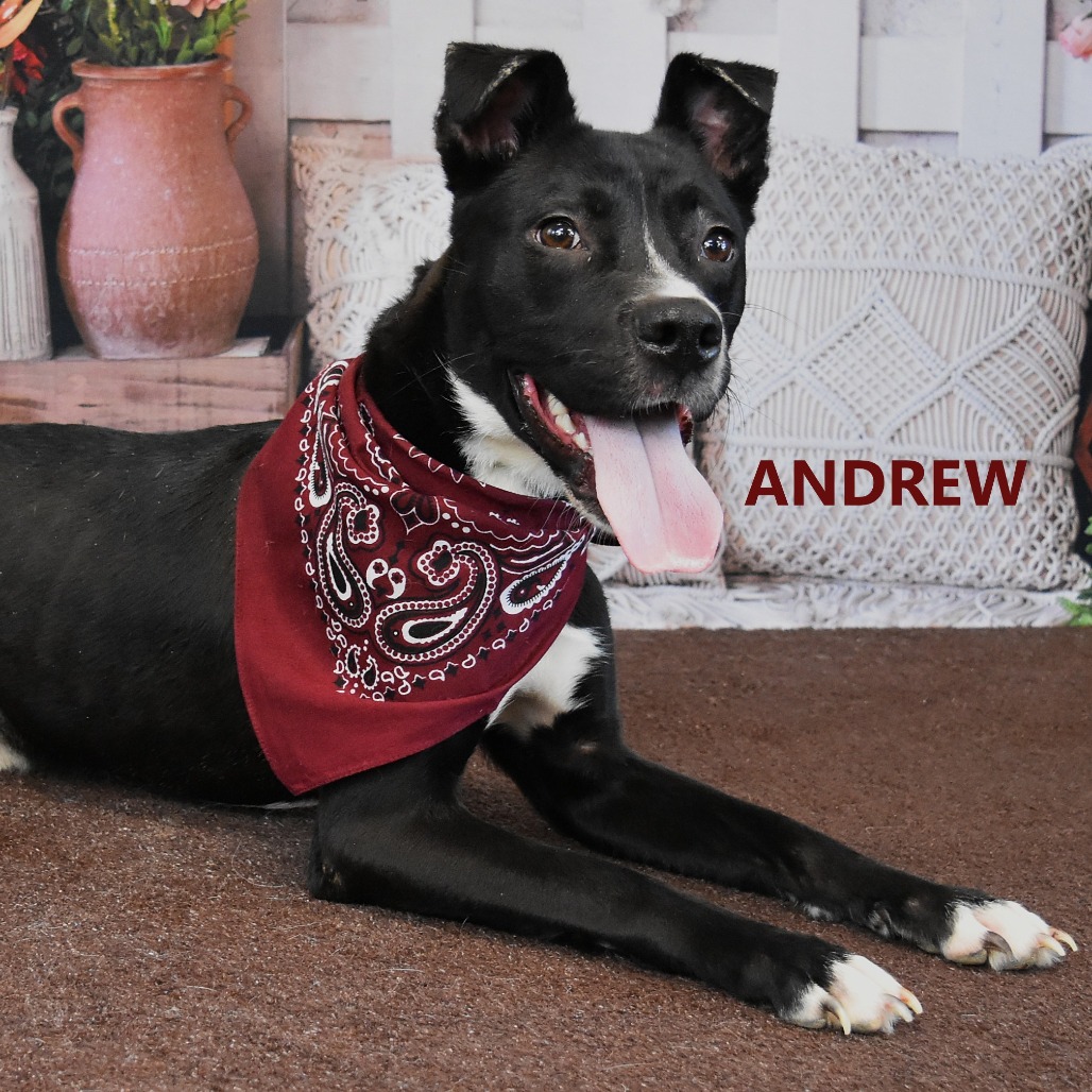 Andrew