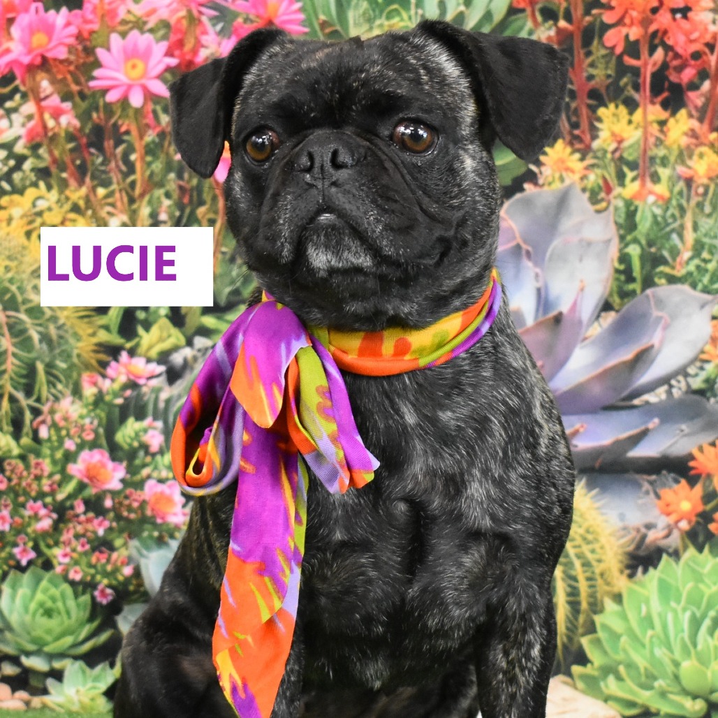 Lucie