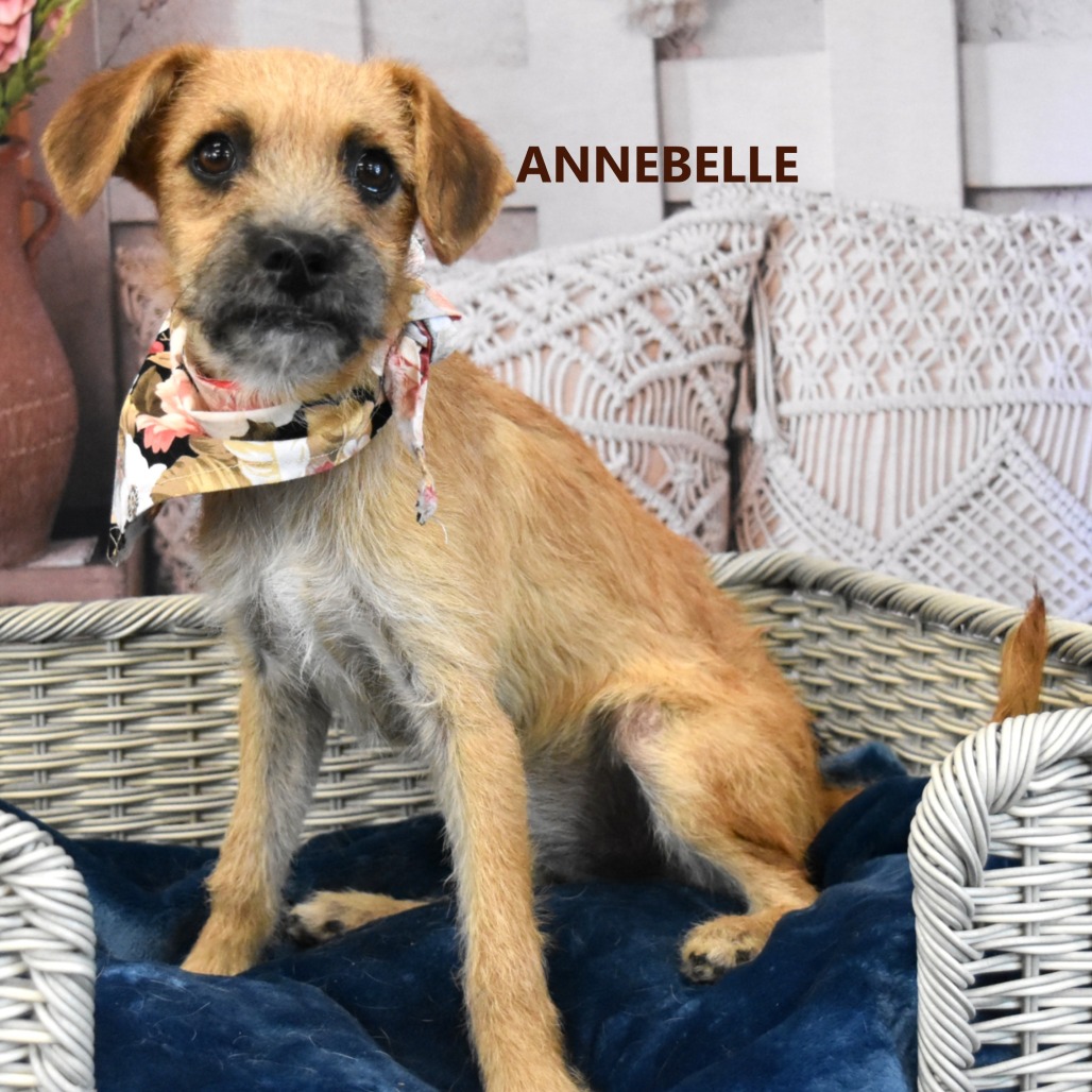 Annabelle