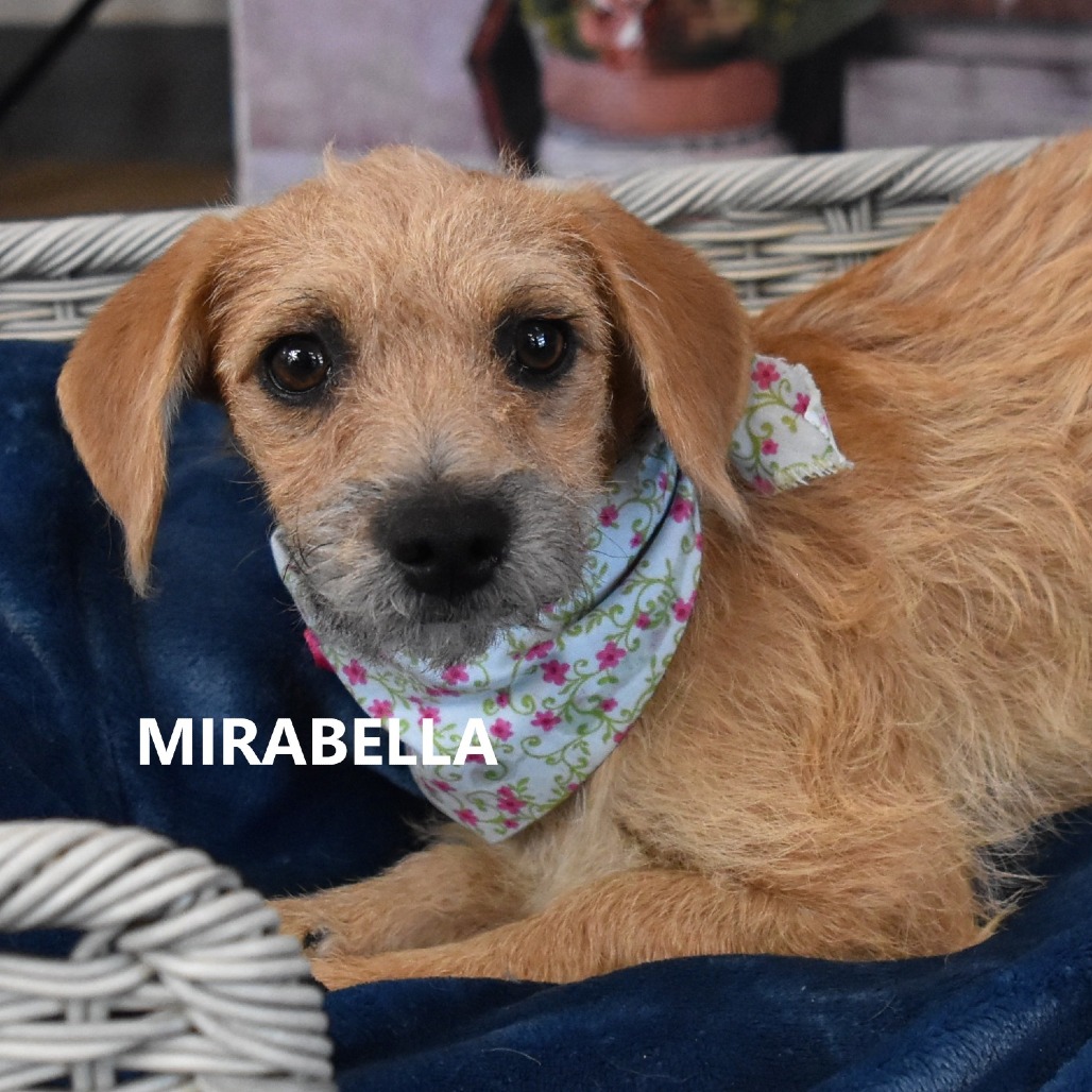 Mirabelle