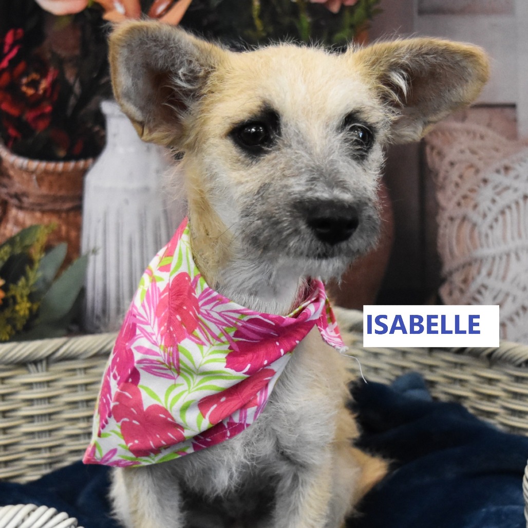 Isabelle