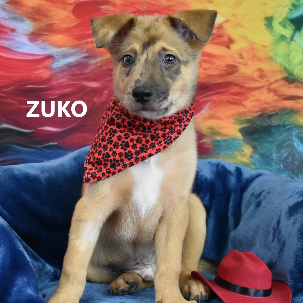 Zuko