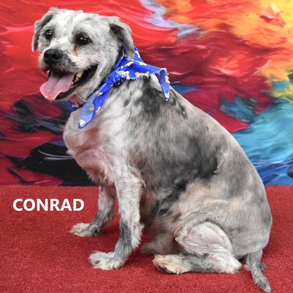 Conrad