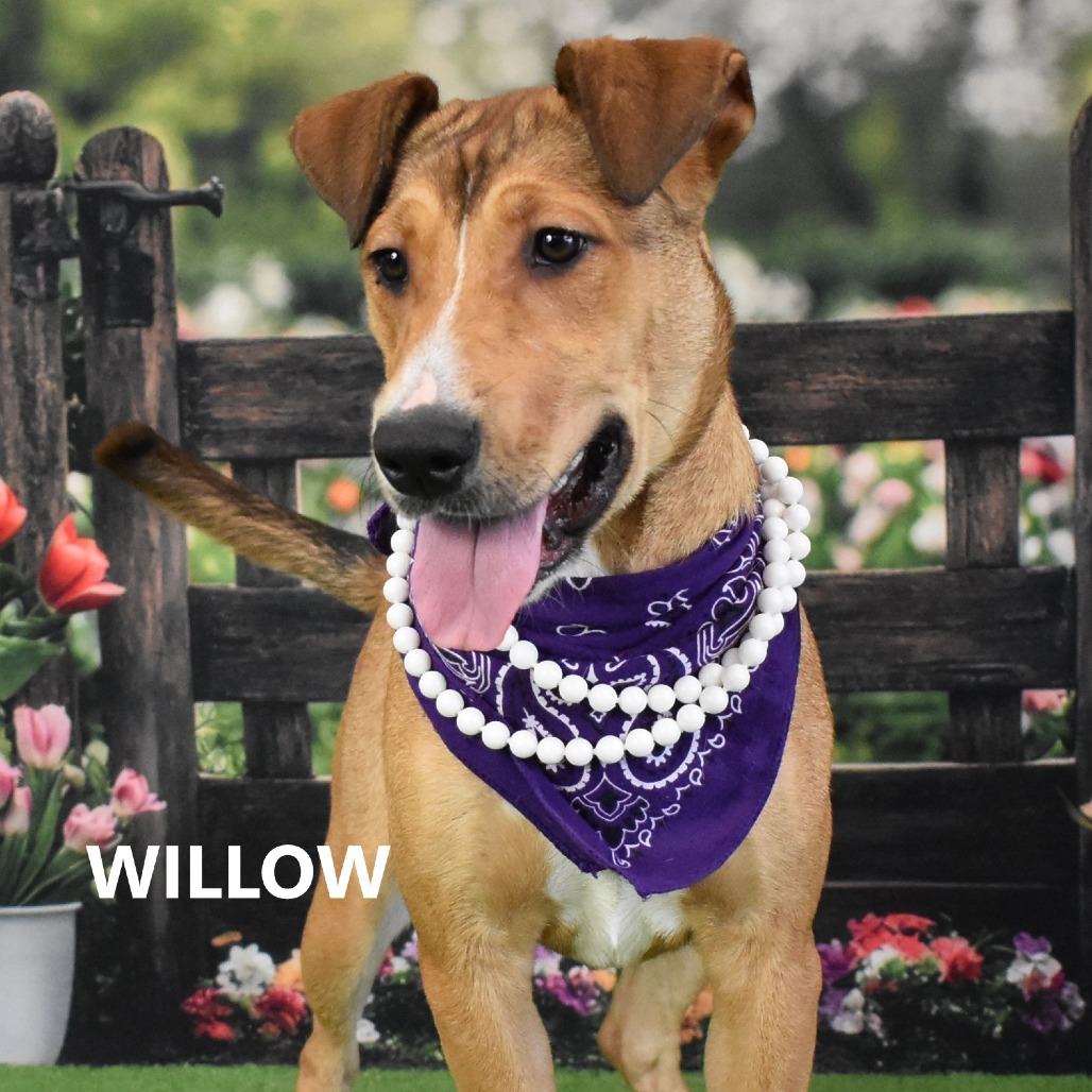 Willow