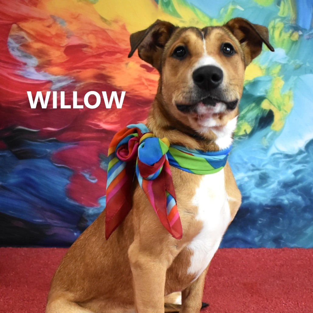 Willow