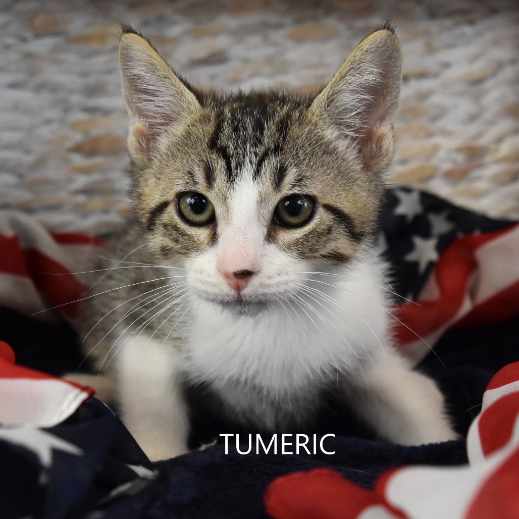 Tumeric
