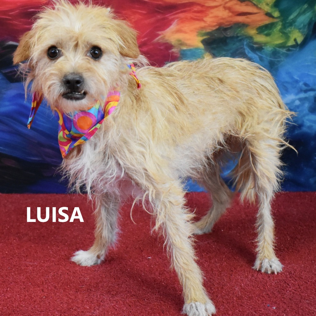 Luisa