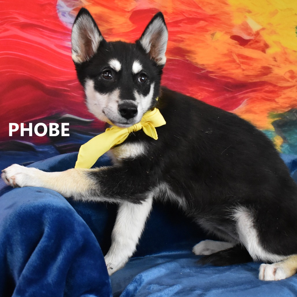Phobe