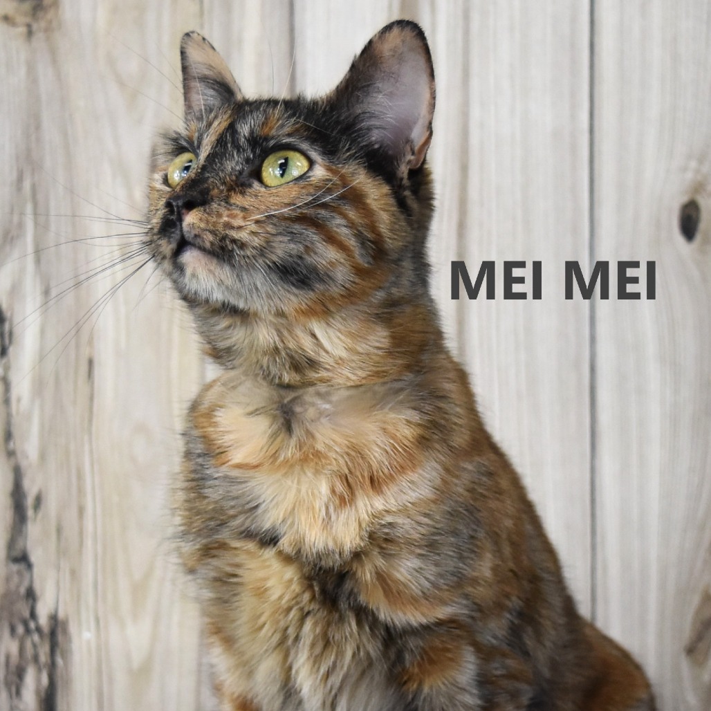 Mei Mei 