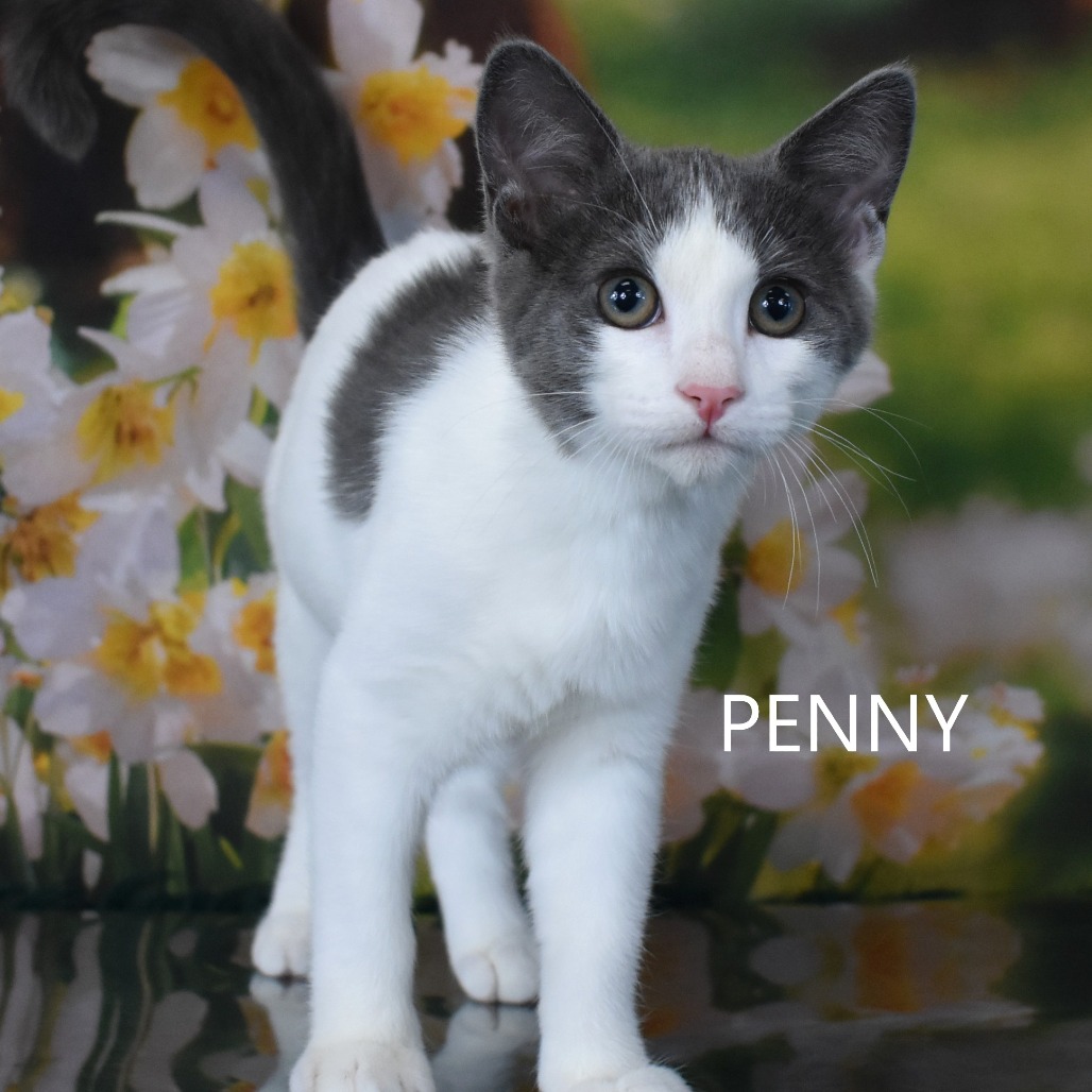 Penny