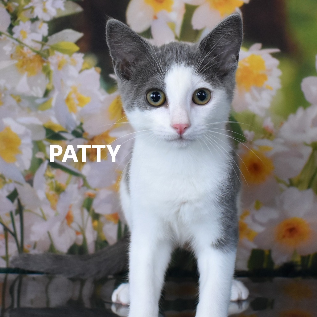 Patty