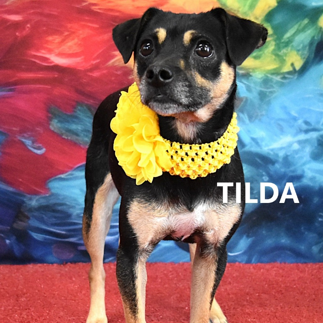 Tilda 