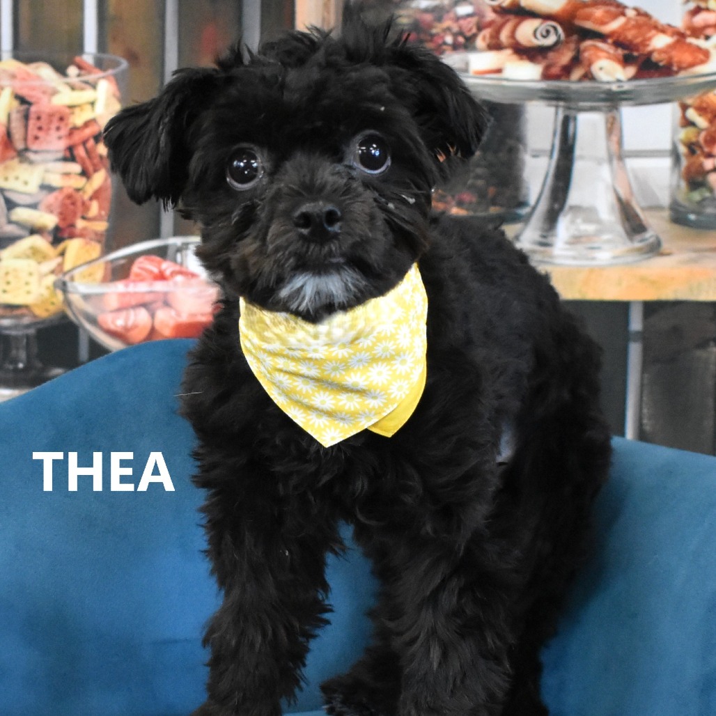 Thea