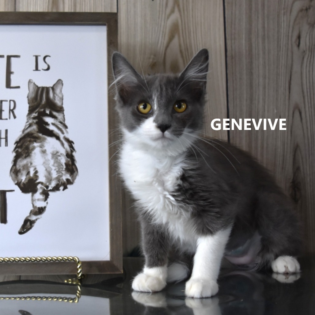 Genevive