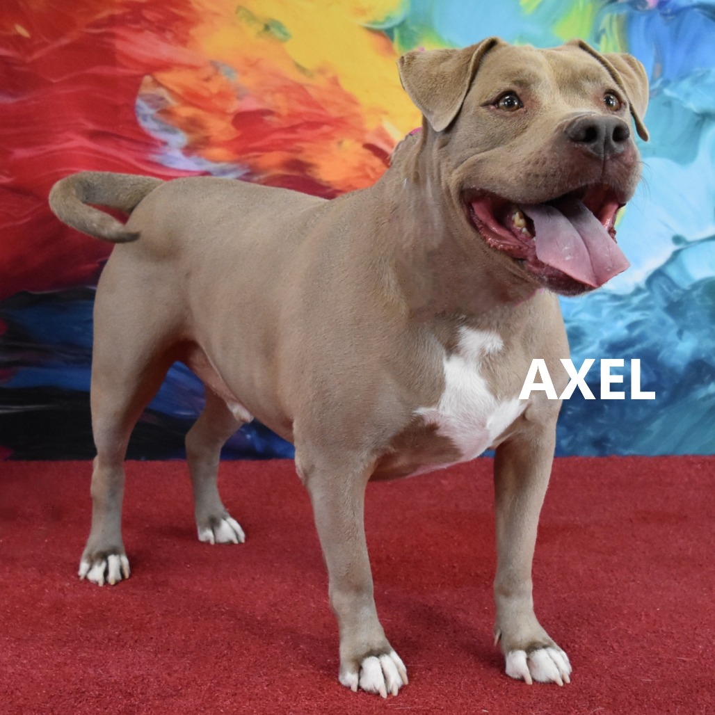 Axel