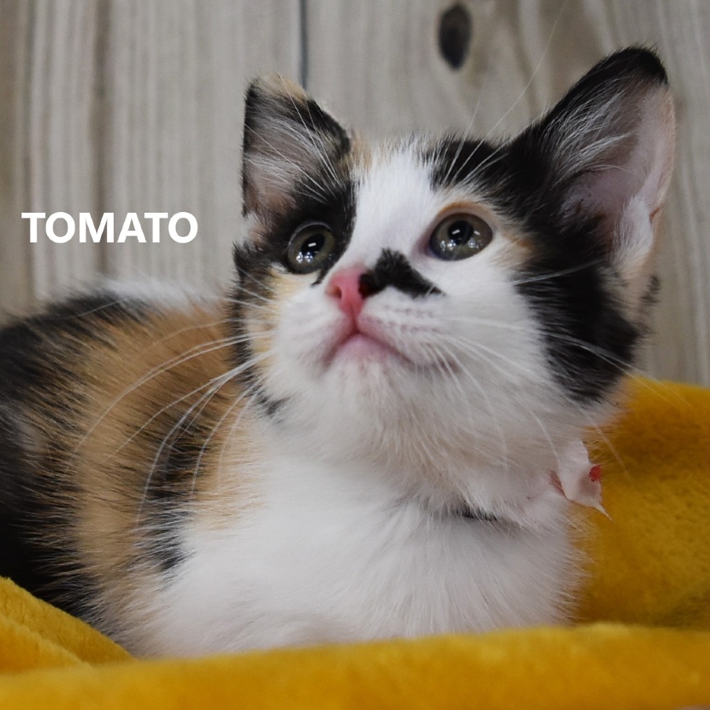 Tomato