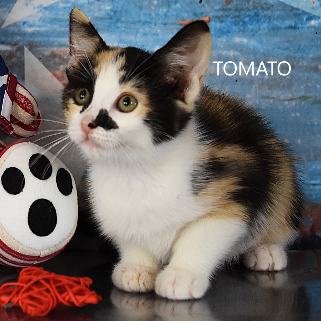 Tomato