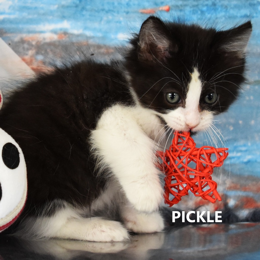 Pickle