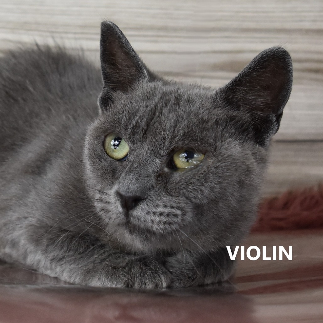 Violin