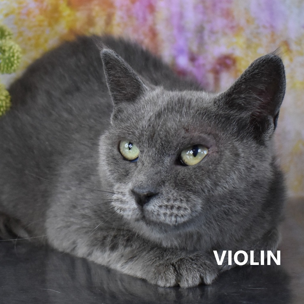 Violin