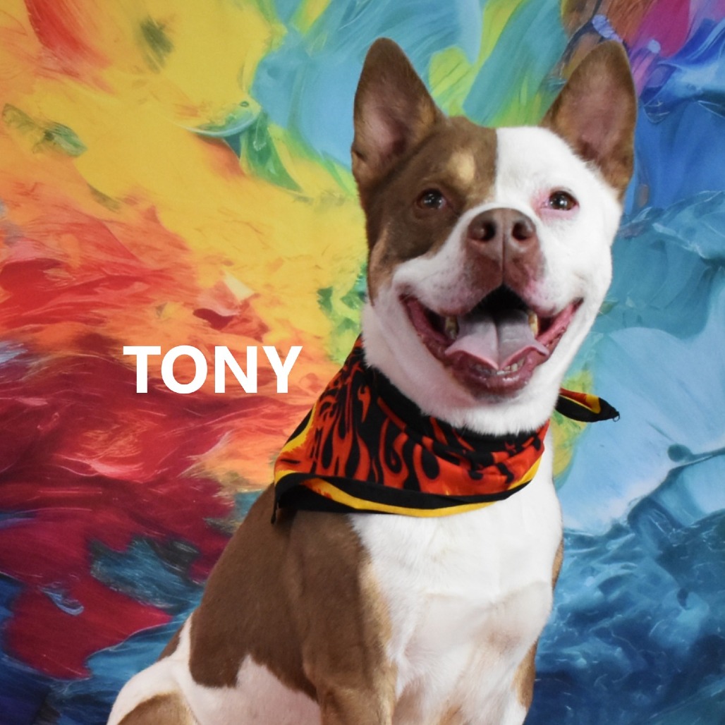Tony 