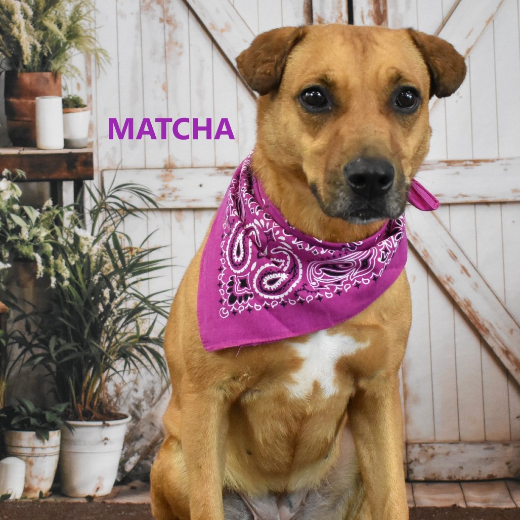 Matcha