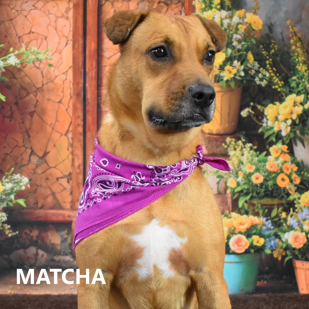 Matcha