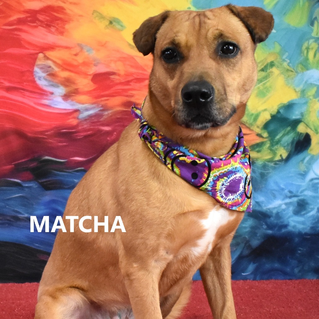 Matcha