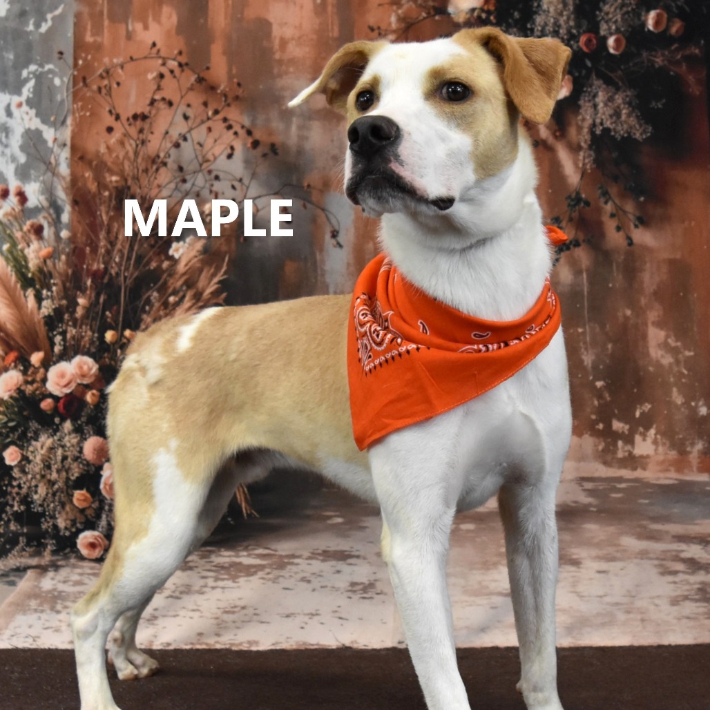 Maple