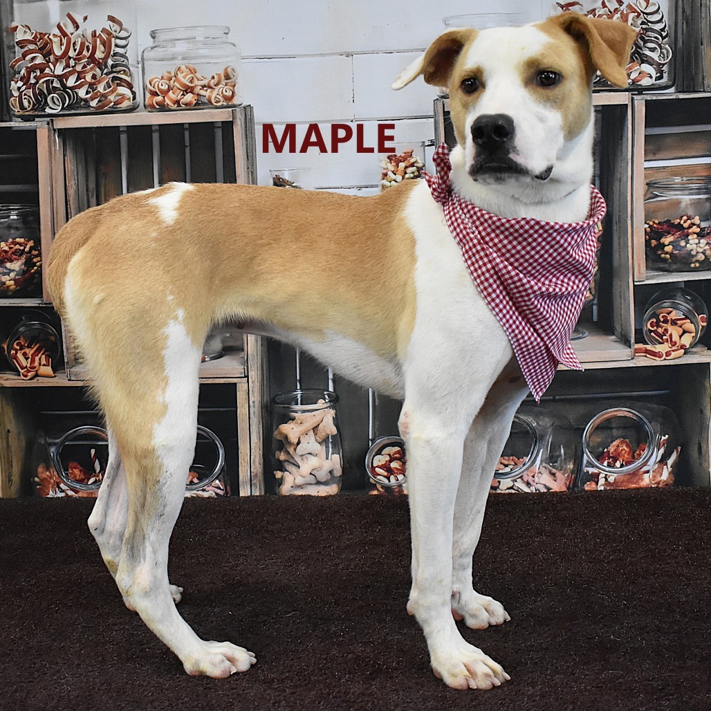 Maple